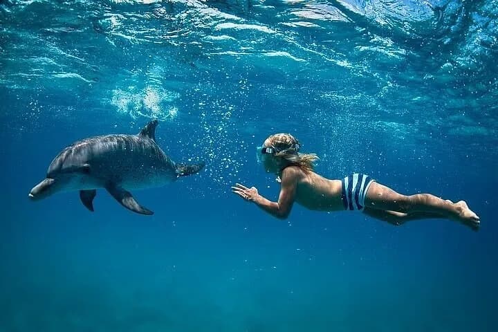 Dolphins House
