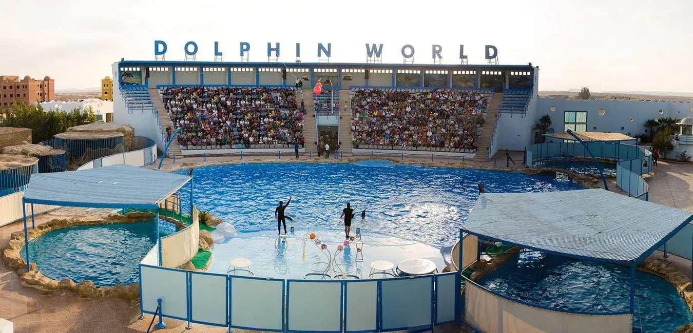 Dolphin Show